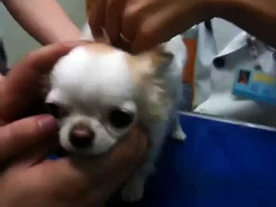 狂犬病ワクチン接種するチワワ