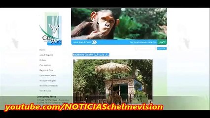 Animales se "suicidan" y se "revelan" en Zoo de Egipto (21/12/13)