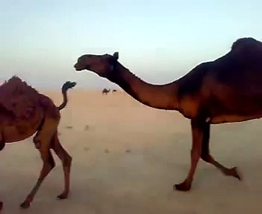 اشلون تمشي الناقه غصب