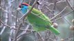 Blue-throated Barbet is found in Indian Subcontinent and Southeast Asia