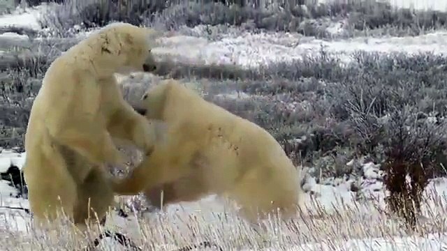 Polar Bears Fighting