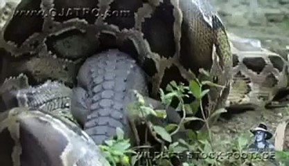 un crocodile se fait engloutir par un énorme anaconda