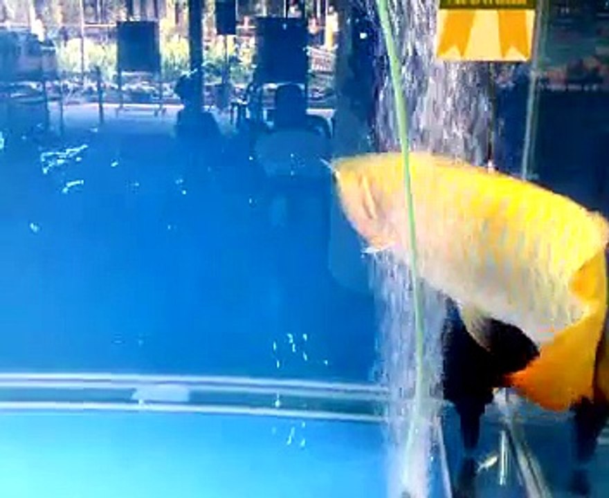 Arowana Show Fish