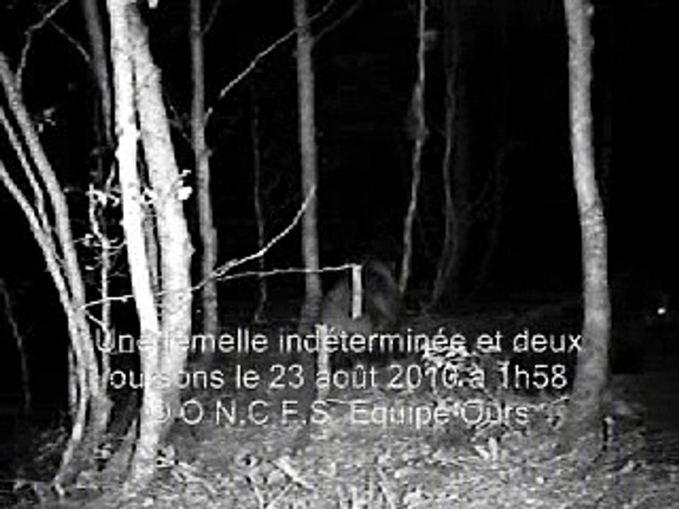 Vidéo Ours Pyrénées Ariège Août 2010