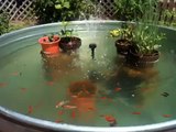 Koi fish and Gold fish stock tank garden pond