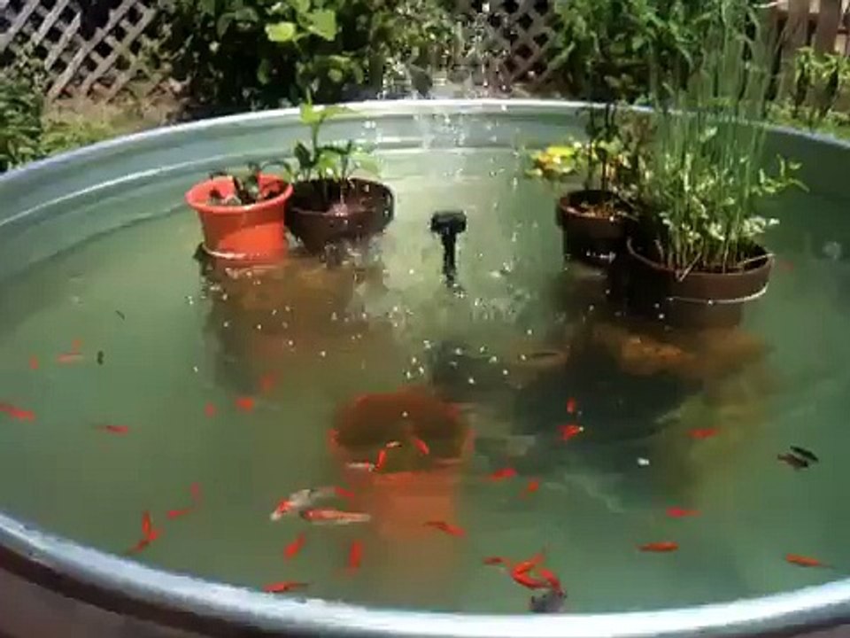 Koi fish and Gold fish stock tank garden pond