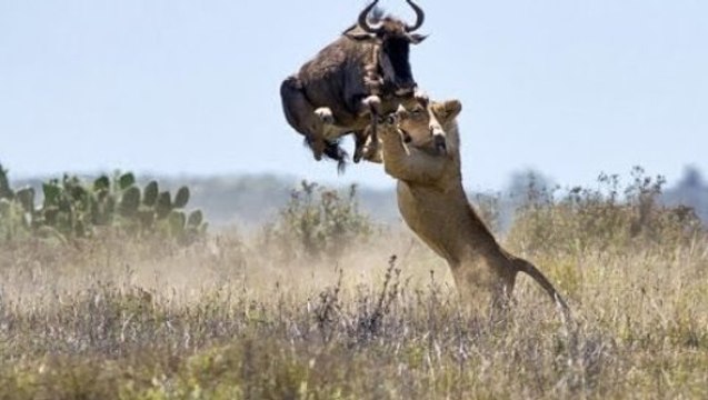 National Geographic Documentary - Super Killing Machines - Lions and More!
