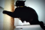 Felix Tuxedo Cat plays on Shelf Scratching Post