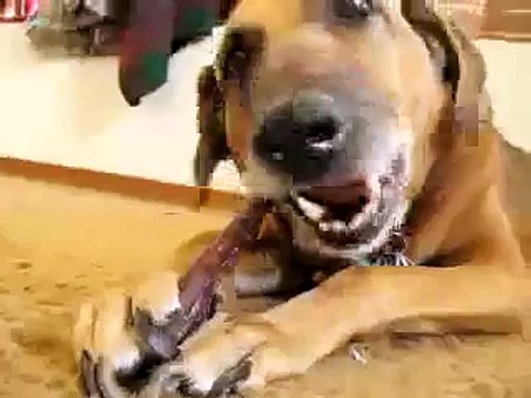 My Dog Willow Chewing Bone Funny Expression