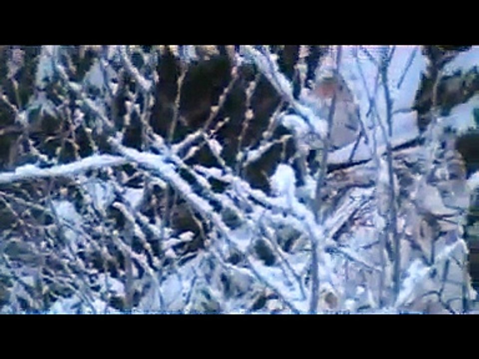 Skogsfugl jakt på finnskogen