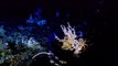 5th International Symposium on Deep-Sea Corals
