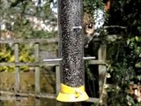 SlowMo: Battling Goldfinch