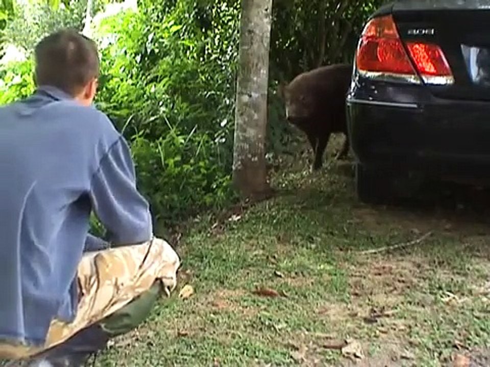 Malaysian wild boar