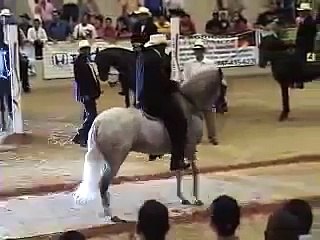 PASOFINOTV.COM - GRIMALDI CAMPEON PASO FINO  EN FAJARDO 2009