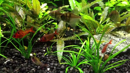 Crypt Wedntti Green changing in my tank