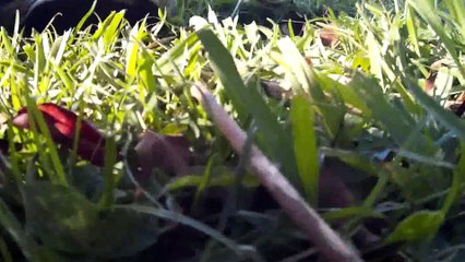 Tylers bday 4th of july by drone