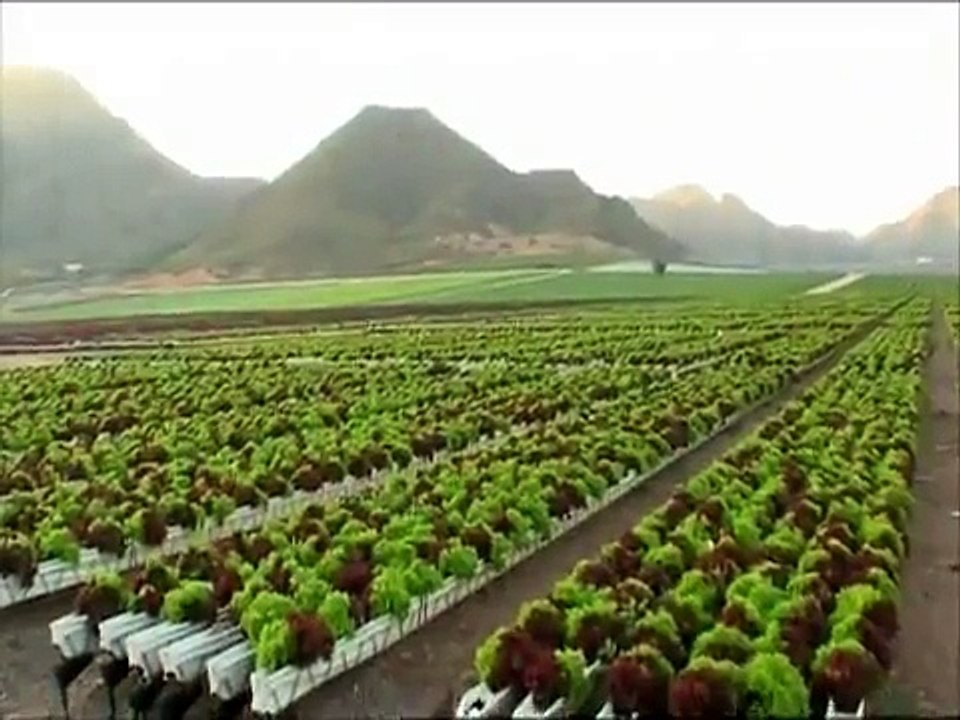 Cultivo de lechuga sin sustrato sistema NGS