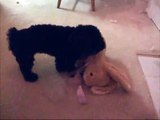FUNNY!  Dog Humping a Stuffed Animal Bunny Rabbit
