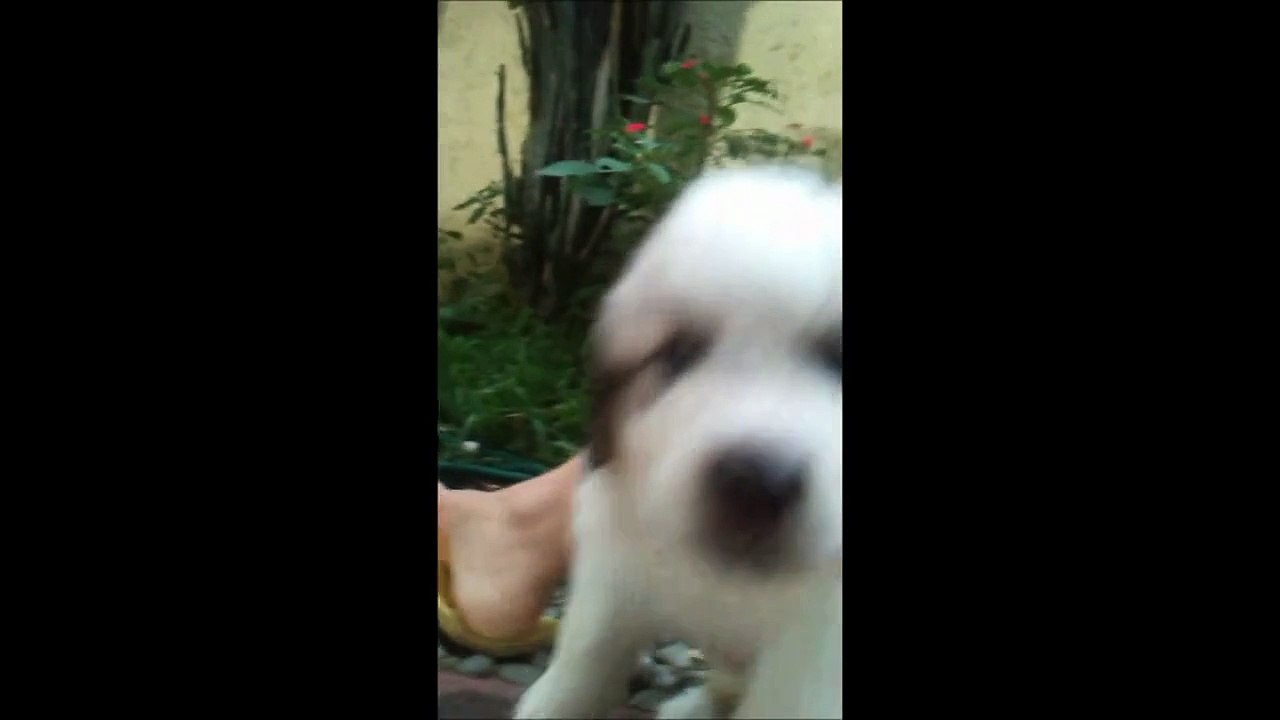 great pyrenees puppies, cachorros gran pirineo