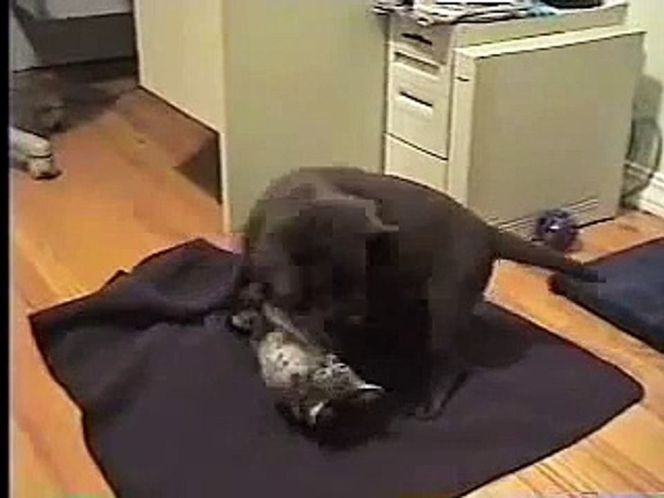 Puppy vs Kitty