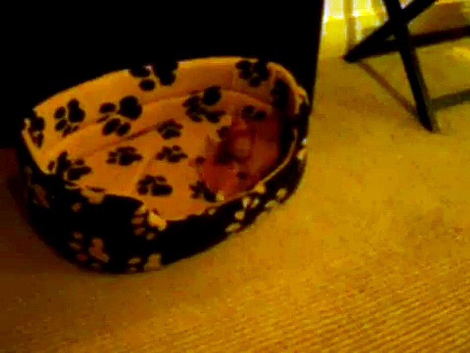 Roxie In Malmaison