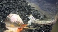 Cone Snail video