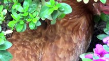 No more cages. Ex-Battery hens happy at home