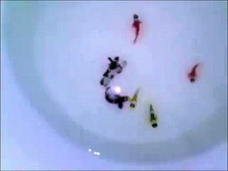 Sustainable Aquatics Shipment of Clownfish @ Maritime Reef