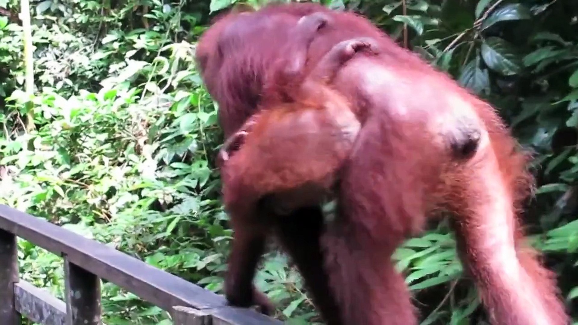 Orangutans and Monkeys in Sabah, Borneo