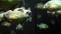 Sennolino Discovery : Piranha Immagini girate nell'Acquario di Genova
