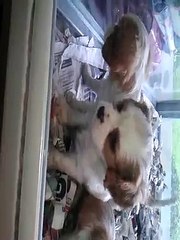 DOSTLAR KÖPEK ŞEHRİNDEN MÜKEMMEL KİNG CAVERİAL CHARLES YAVRULAR