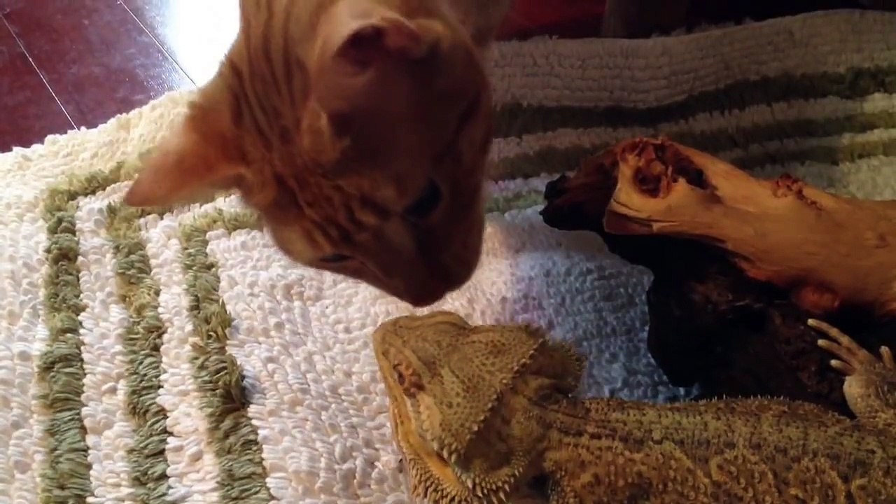 Bearded Dragon Meets Science Cat!