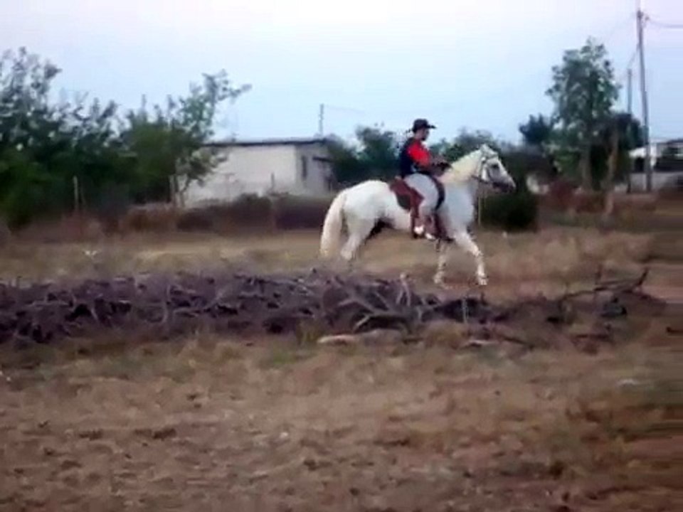 ΑΛΟΓΟ ΦΥΛΗΣ ΑΝΔΡΑΒΙΔΑΣ