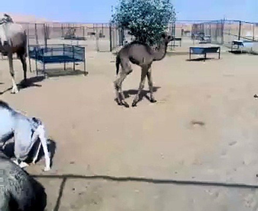 Baby Camel