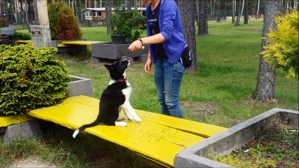 Kreatywny trening ze szczeniakiem