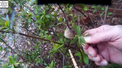 Shrub Trimming Delights