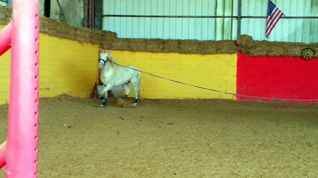 ice longe trot main gauche