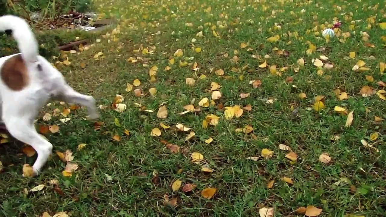 two smooth fox terrier playing