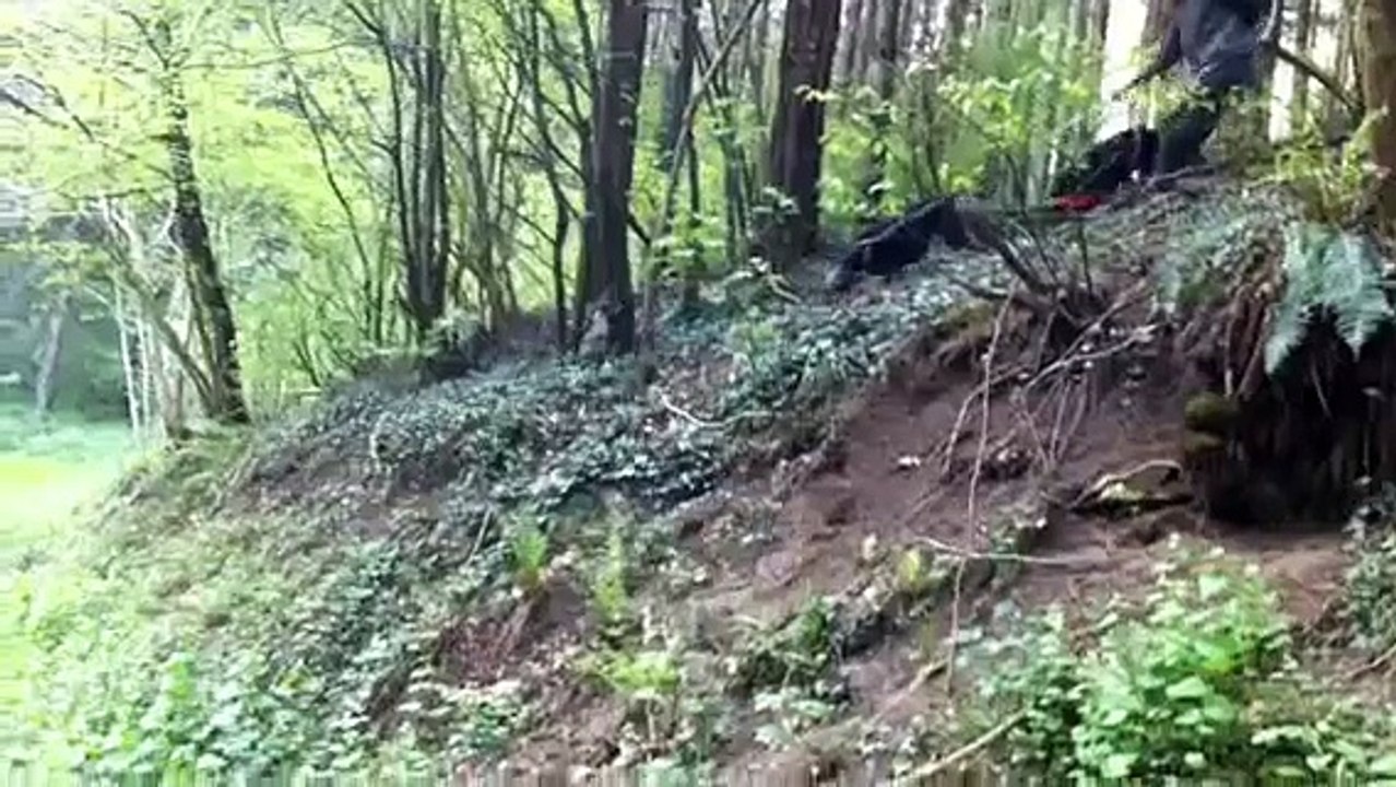 Griffons Nivernais au rapprocher N°1