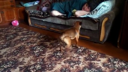 Funny dog requires attention by jumping and sneezing