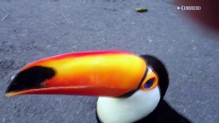 Tucano simpático surpreende professores no Jardim Proença