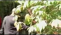 Our Food plantation in Uganda East Africa 2009,Missions To Africa,by Rev.Peter Ndamba