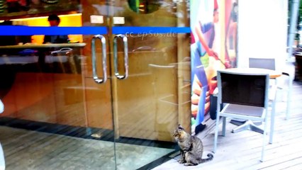 Cute animation- Cute stray cat life in Short film story