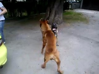 Tosa Inu vs Dogo Canario