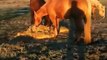 Improper Horse feeding can cause injury- Herd Dynamics - Rick Gore Horsemanship