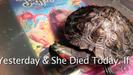 Red Eared Slider Turtle Crying Day Before Passing Away