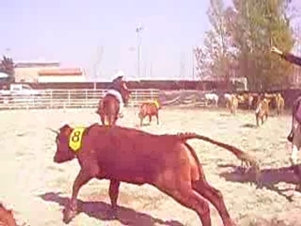 Team penning2