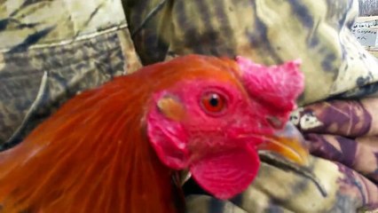 Dink Fair "Pure Sweater Broodstag" (SOLD)