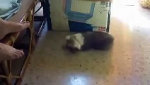 Funny Videos 2014   Funny Cats Video   Funny Cat Videos Ever   Funny Animals Funny Fails 2014 5