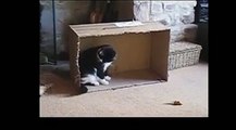 Funny Videos 2014   Funny Cats Video   Funny Cat Videos Ever   Funny Animals Funny Fails 2014 2